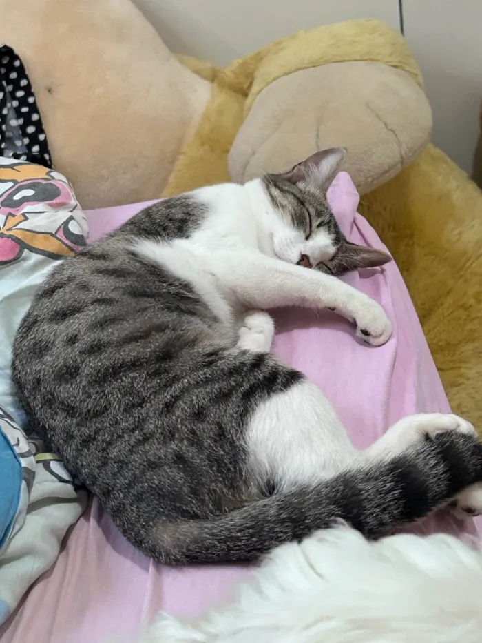 Gato ra a SRD-ViraLata idade 7 a 11 meses nome Lilo
