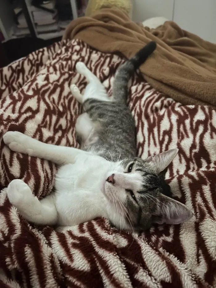 Gato ra a SRD-ViraLata idade 7 a 11 meses nome Lilo