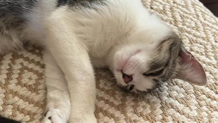 Gato ra a SRD-ViraLata idade 7 a 11 meses nome Lilo