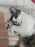 Lilo