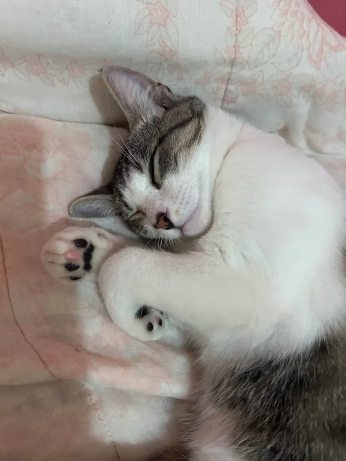 Gato ra a SRD-ViraLata idade 7 a 11 meses nome Lilo