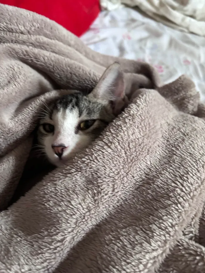 Gato ra a SRD-ViraLata idade 7 a 11 meses nome Lilo