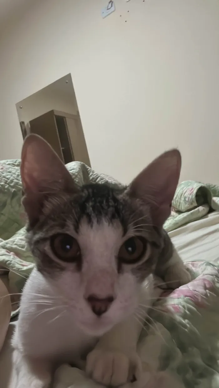 Gato ra a SRD-ViraLata idade 7 a 11 meses nome Lilo