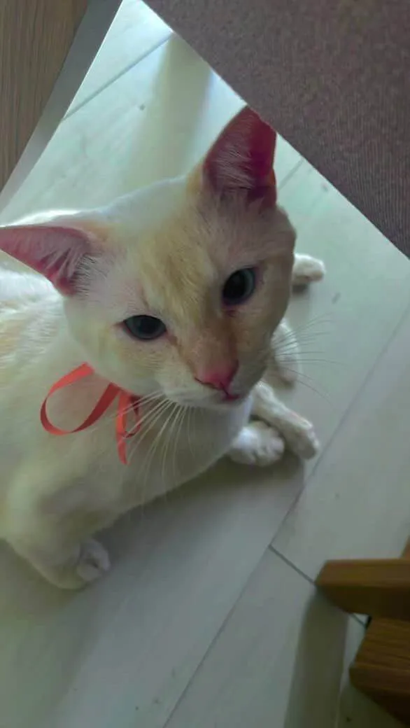 Gato ra a Ragdoll idade 3 anos nome Floquinho