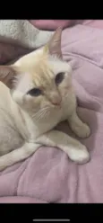 Floquinho