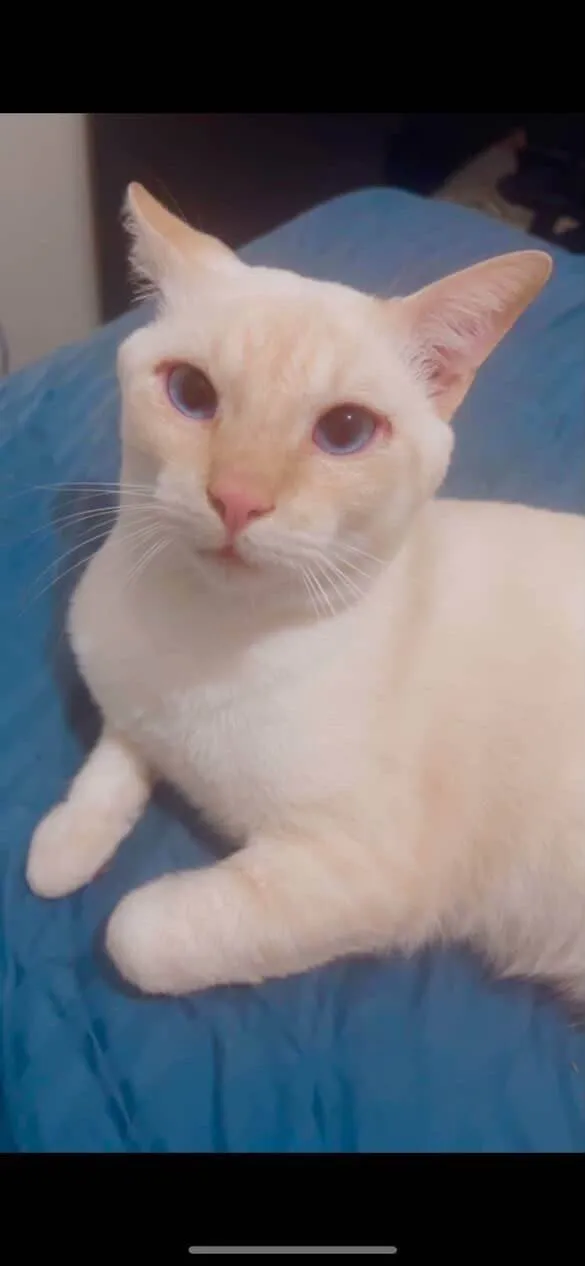 Gato ra a Ragdoll idade 3 anos nome Floquinho
