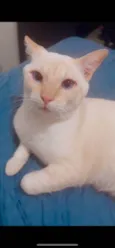 Floquinho