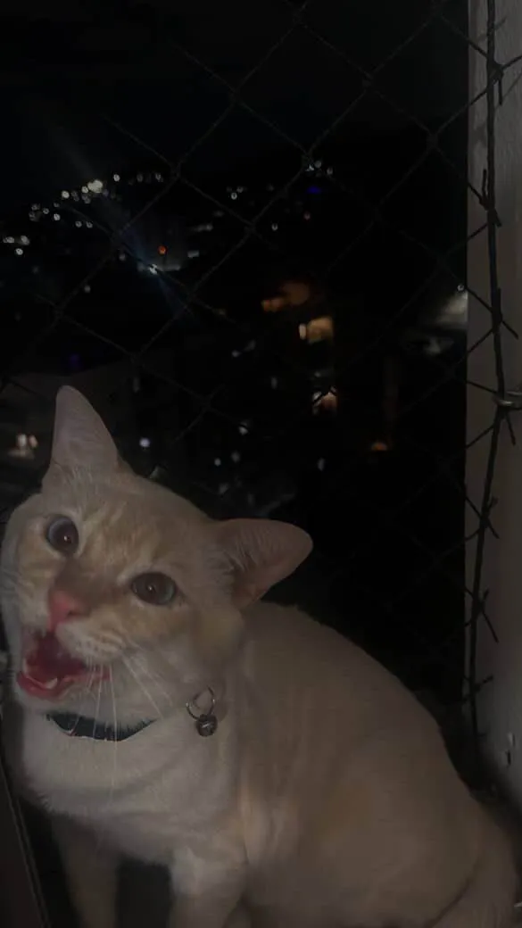 Gato ra a Ragdoll idade 3 anos nome Floquinho
