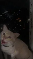 Floquinho