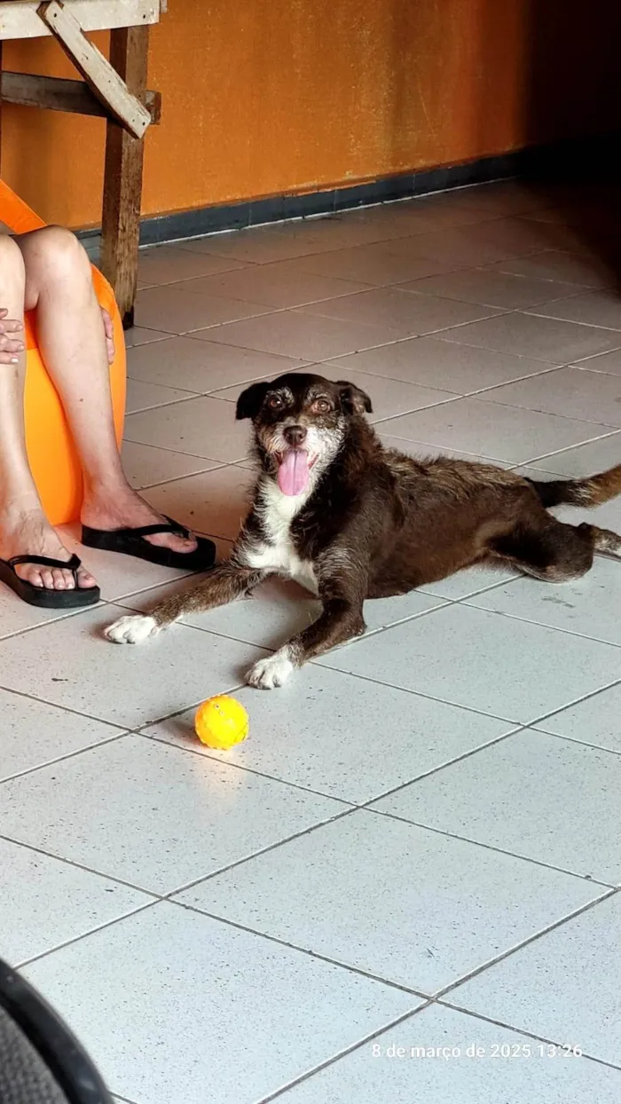 Cachorro ra a SRD-ViraLata idade 4 anos nome Fúria