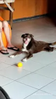 Fúria