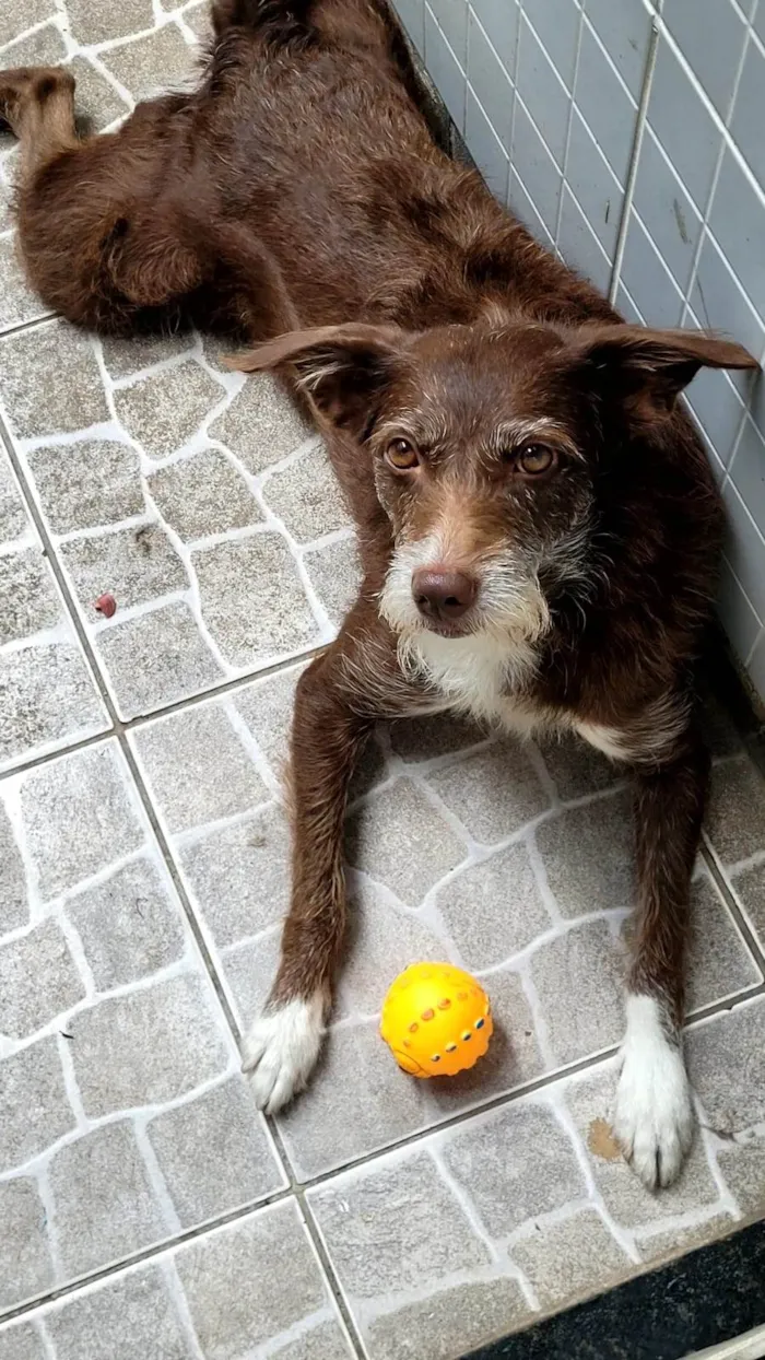 Cachorro ra a SRD-ViraLata idade 4 anos nome Fúria