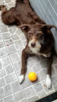 Fúria
