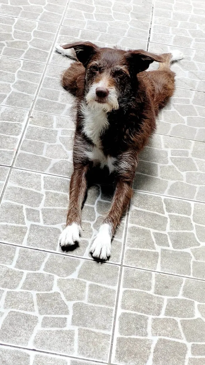 Cachorro ra a SRD-ViraLata idade 4 anos nome Fúria