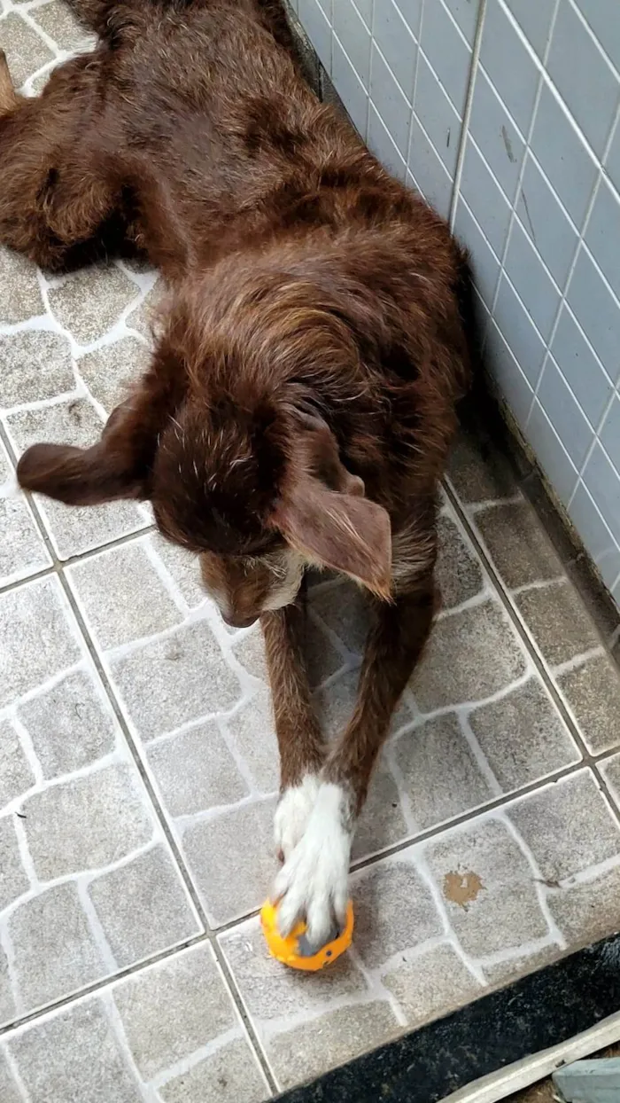 Cachorro ra a SRD-ViraLata idade 4 anos nome Fúria