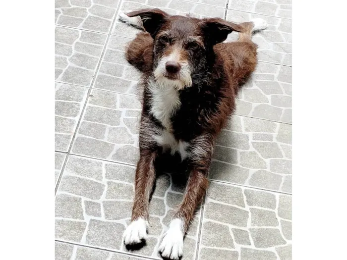 Cachorro ra a SRD-ViraLata idade 4 anos nome Fúria