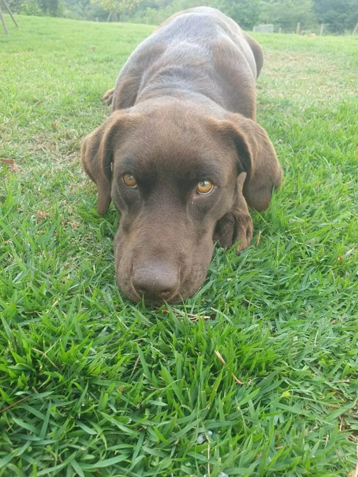 Cachorro ra a Labrador idade 1 ano nome AMORA