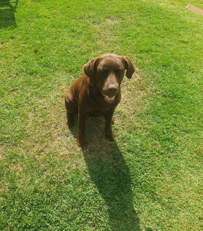 Cachorro ra a Labrador idade 1 ano nome AMORA