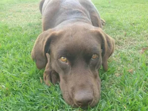 Cachorro raça Labrador idade 1 ano nome AMORA