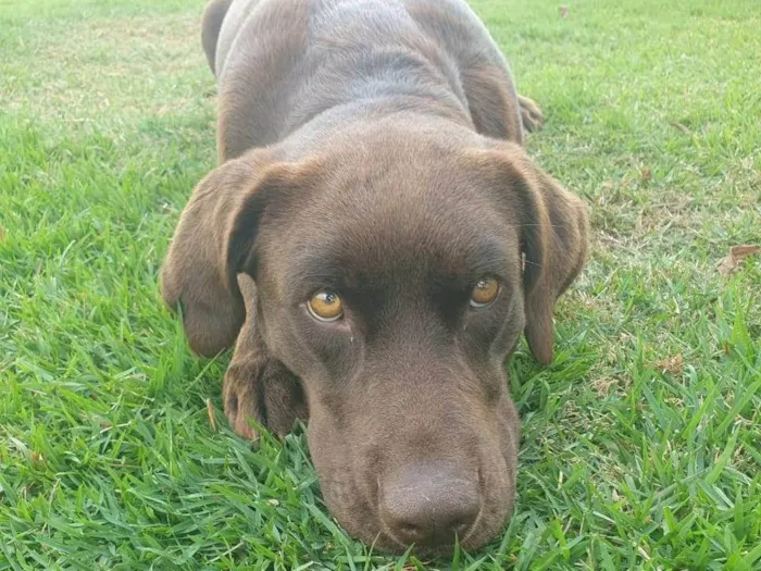 Cachorro ra a Labrador idade 1 ano nome AMORA