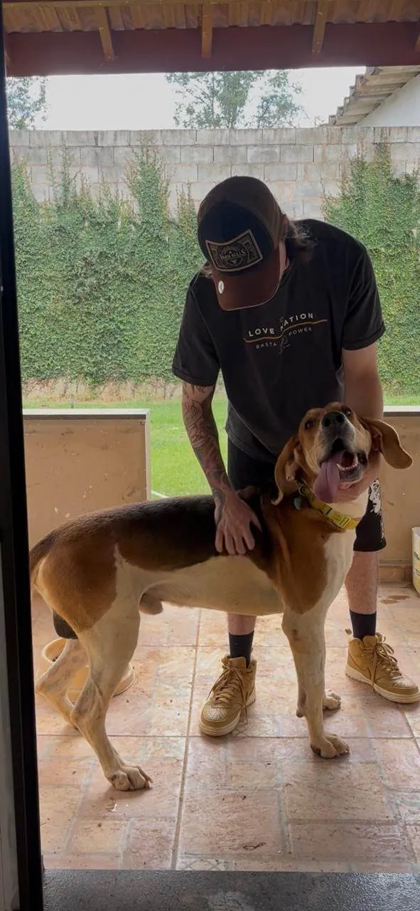 Cachorro ra a Perdigueiro idade 3 anos nome Bob