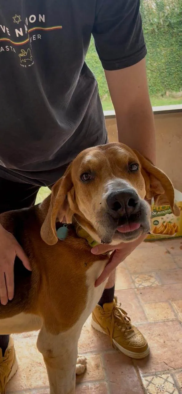 Cachorro ra a Perdigueiro idade 3 anos nome Bob
