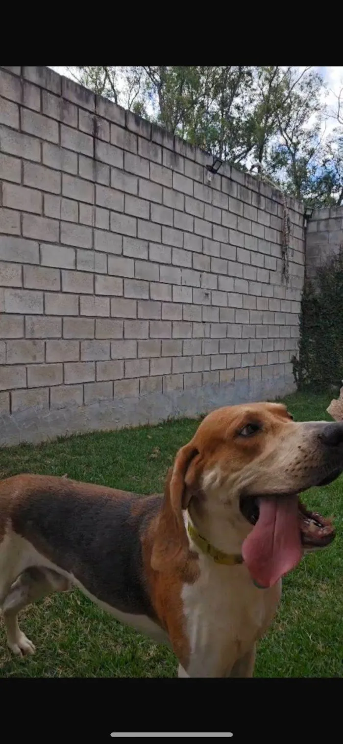 Cachorro ra a Perdigueiro idade 3 anos nome Bob