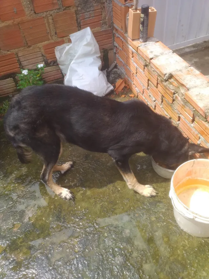 Cachorro ra a Pastor Alemão idade 6 ou mais anos nome CARLOS CRISOSTOMO DA SILVA