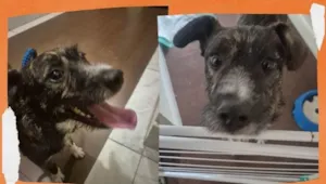 Cachorro raça SRD-ViraLata idade 1 ano nome ZEUS