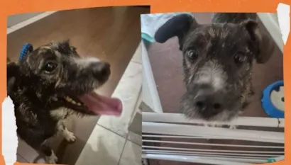 Cachorro raça SRD-ViraLata idade 1 ano nome ZEUS