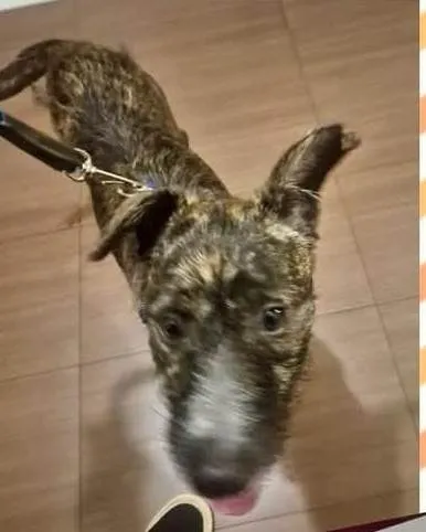 Cachorro ra a SRD-ViraLata idade 1 ano nome ZEUS