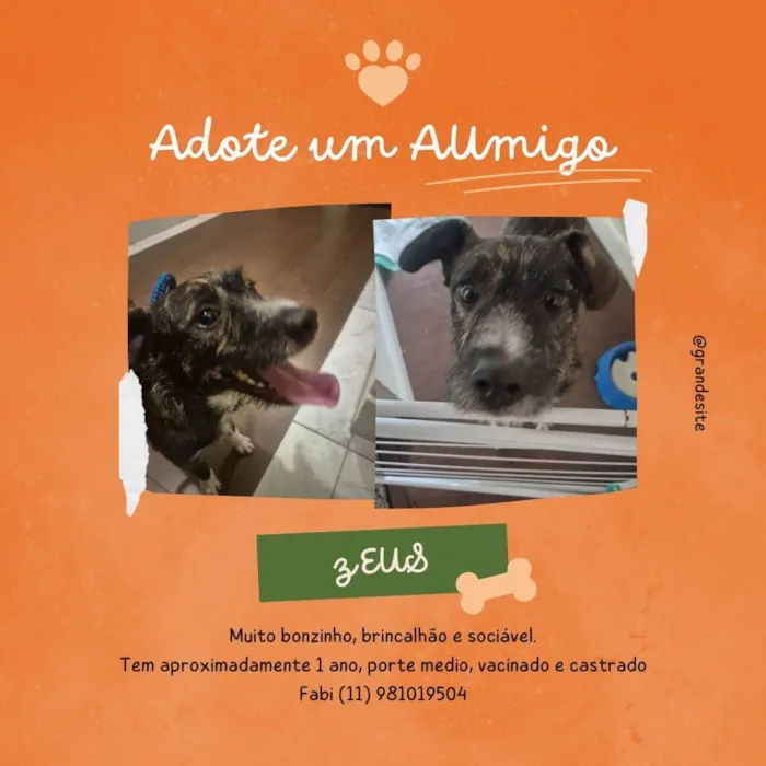 Cachorro ra a SRD-ViraLata idade 1 ano nome ZEUS