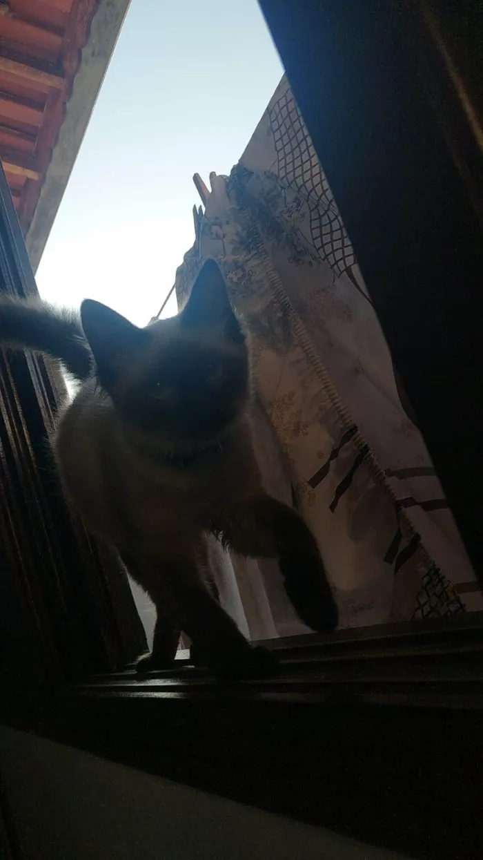 Gato ra a Persa idade 7 a 11 meses nome Lokis 