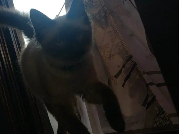 Gato ra a Persa idade 7 a 11 meses nome Lokis 