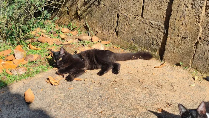 Gato ra a SRD-ViraLata idade 7 a 11 meses nome Fera