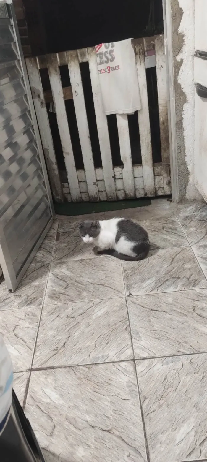 Gato ra a SRD-ViraLata idade 2 anos nome Félix 