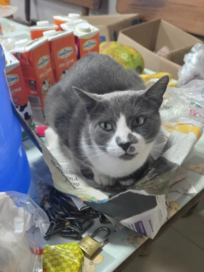 Gato ra a SRD-ViraLata idade 3 anos nome Rex
