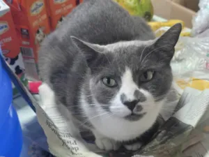 Gato raça SRD-ViraLata idade 3 anos nome Rex