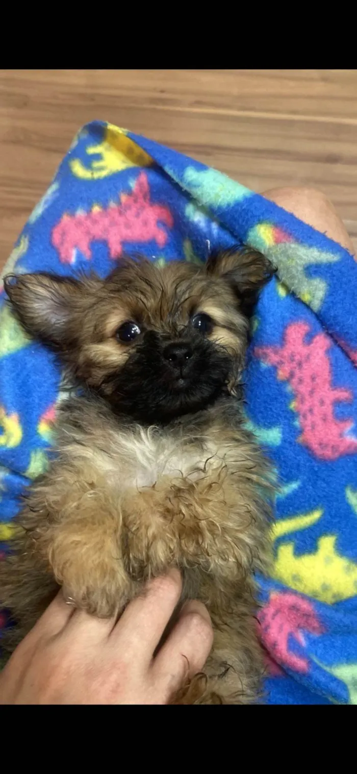 Cachorro ra a Shitzu idade 2 a 6 meses nome Rubi