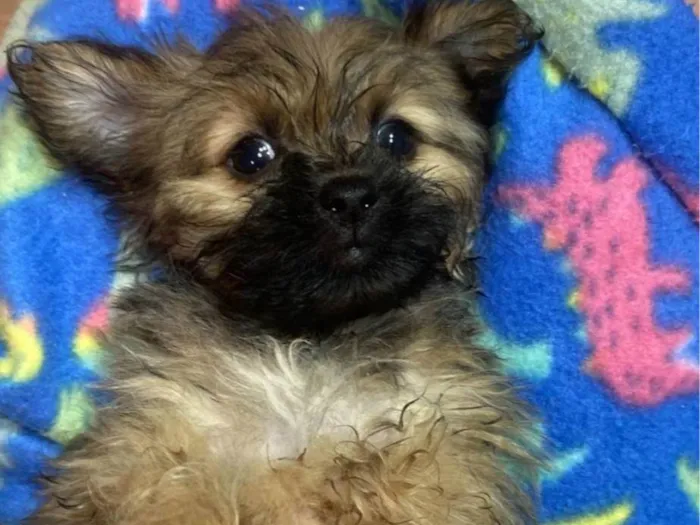 Cachorro ra a Shitzu idade 2 a 6 meses nome Rubi