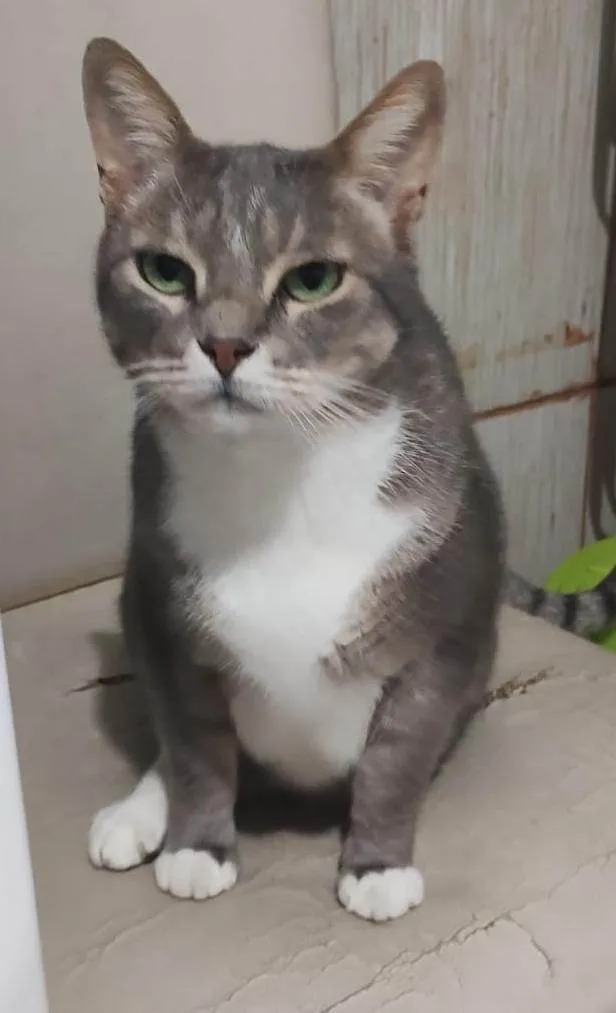 Gato ra a SRD-ViraLata idade 6 ou mais anos nome Bud