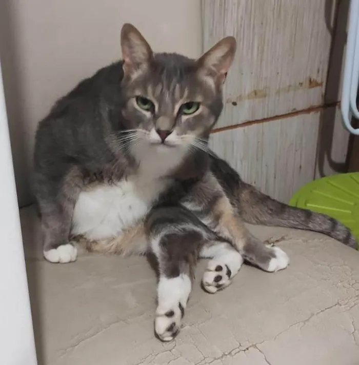 Gato ra a SRD-ViraLata idade 6 ou mais anos nome Bud