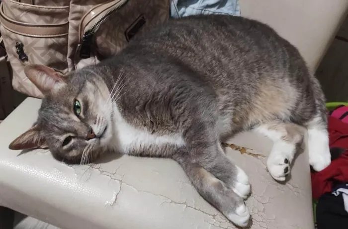 Gato ra a SRD-ViraLata idade 6 ou mais anos nome Bud