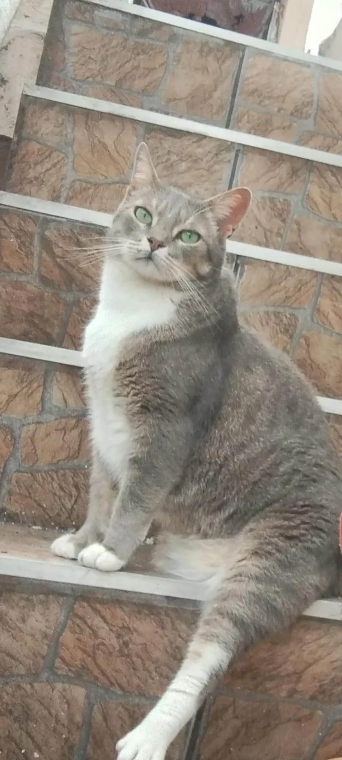 Gato ra a SRD-ViraLata idade 6 ou mais anos nome Bud