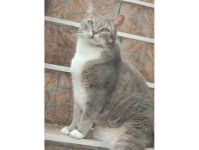 Gato raça SRD-ViraLata idade 6 ou mais anos nome Bud