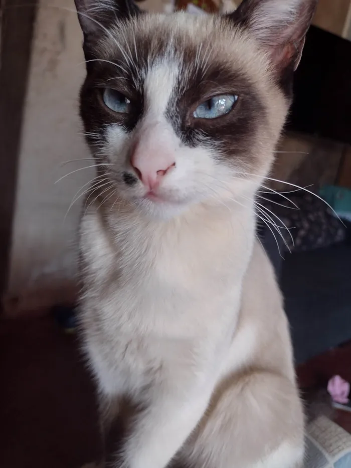 Gato ra a SRD-ViraLata idade 2 a 6 meses nome Emilha