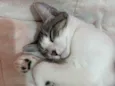 Lilo