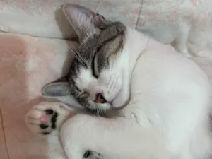 Gato raça SRD-ViraLata idade 7 a 11 meses nome Lilo