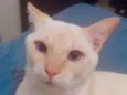 Floquinho