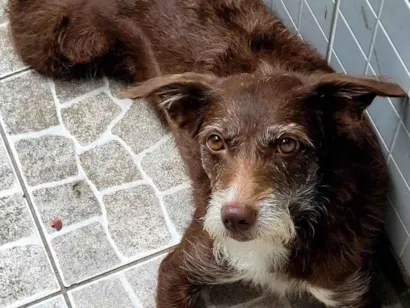Cachorro raça SRD-ViraLata idade 4 anos nome Fúria
